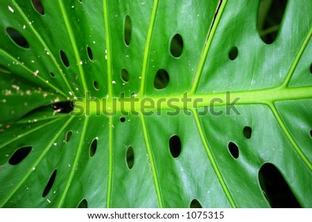 green leaf with worm holes