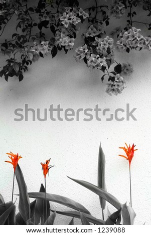 black and white flowers with color. stock photo : flowers in color