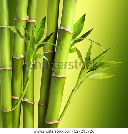 Fresh Bamboo On Colorful Background