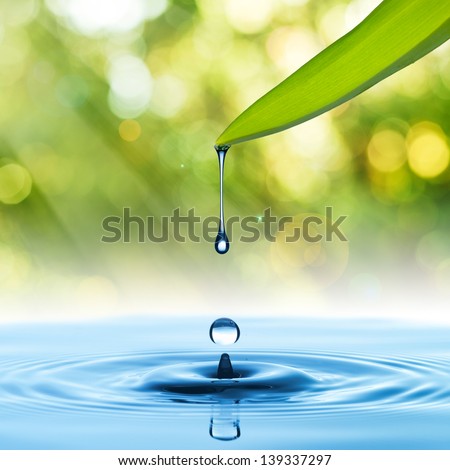 Water drop from green leaf on summer background