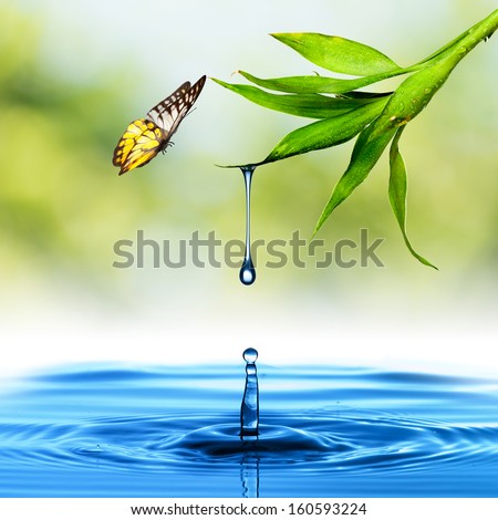Water drop from Green Leaf with butterfly