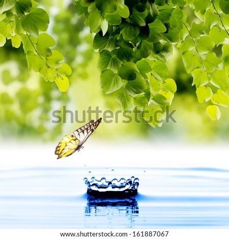 Butterfly with green leaf and water drop