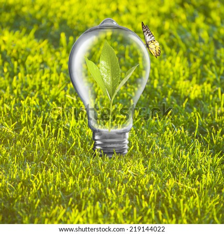 Light bulb with plant growing inside on green grass and butterfly. Concept of Eco technology