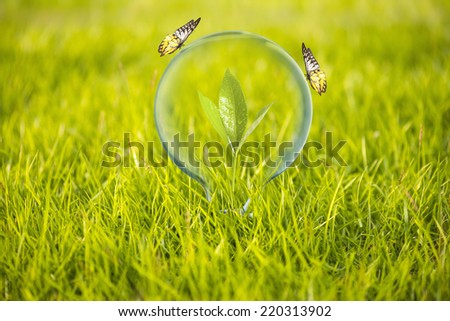 Light bulb with plant growing inside on green grass and butterfly. Concept of Eco technology