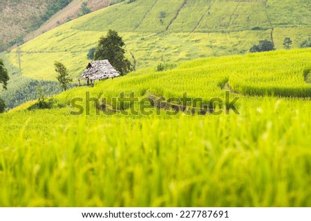 Rice Field in Step Formation in Northern City of Thailand