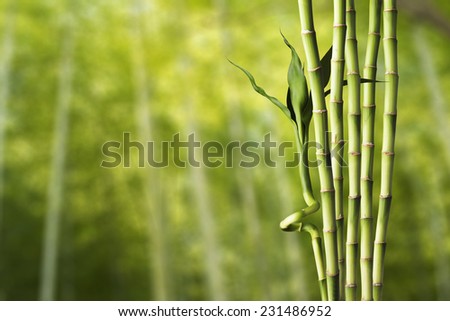 Fresh bamboo with bamboo forest background