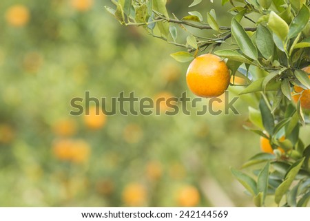 Orange Field. Close up on orange with blur background