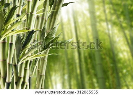 Fresh Bamboo With Bamboo Forest Background