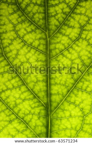 Extreme close up of beautiful leaf