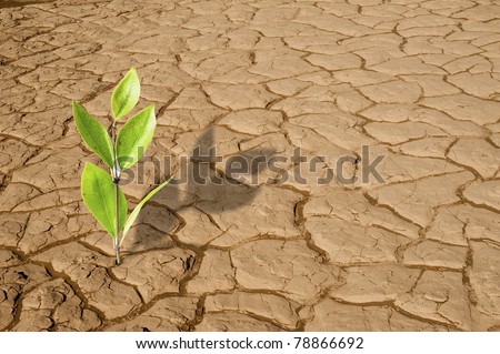 Green plant growing on the dry dead soil land in desert