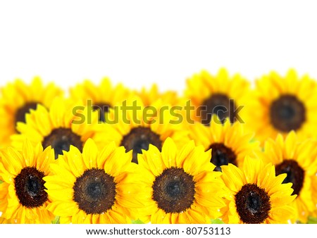 Close up of beautiful yellow Sunflower on white background