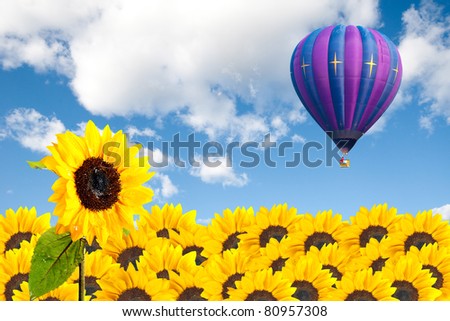 sunflower field with cloudy blue sky and hot air balloon