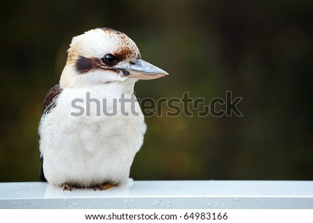 Full body shot of kookaburra resting on railing with head turned to profile