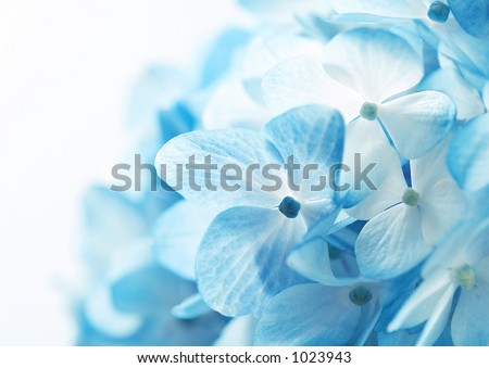 Light blue hydrangea flowers background