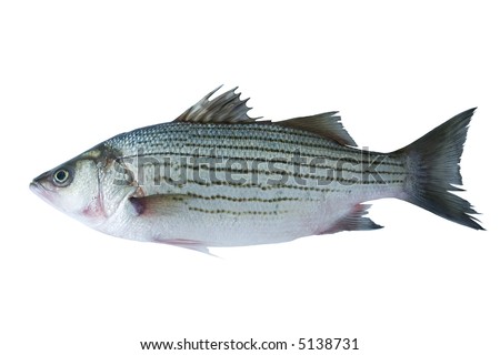  Fish  White  Bass on Fish  Striped Sea Bass Isolated On White  Stock Photo 5138731