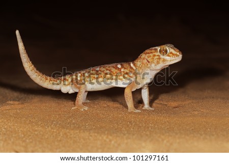 Giant ground gecko (Chondrodactylus angulifer) on sand dune at night, Kalahari desert, South Africa