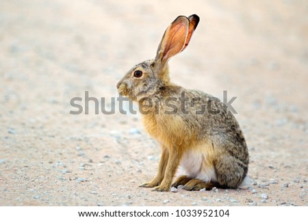 An alert scrub hare (Lepus saxatilis) sitting upright, South Africa