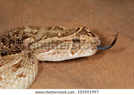 Close-up of a puff adder (Bitis arietans) snake with flicking tongue