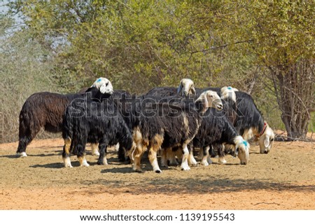 Arabian Nadji - domestic sheep breed of the Najd region of the Arabian Peninsula