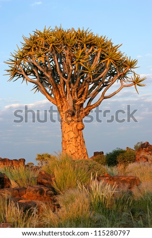 Quiver tree (Aloe dichotoma) in early morning light, Namibia, southern Africa