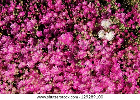 Background of pink flowerrs of a colorful Mesembryanthemacae succulent plant