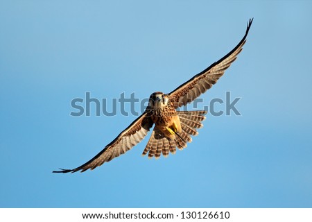 Lanner falcon (Falco biarmicus) in flight against a blue sky, South Africa