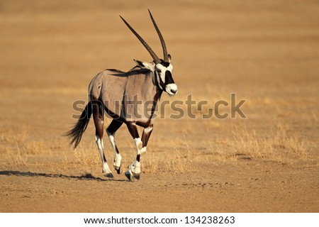 Gemsbok antelope (Oryx gazella) running, Kalahari desert, South Africa