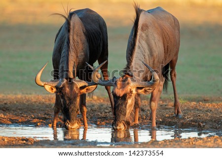 Blue wildebeest (Connochaetes taurinus) drinking water, Kalahari desert, South Africa