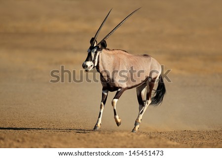 Gemsbok antelope (Oryx gazella) running, Kalahari desert, South Africa