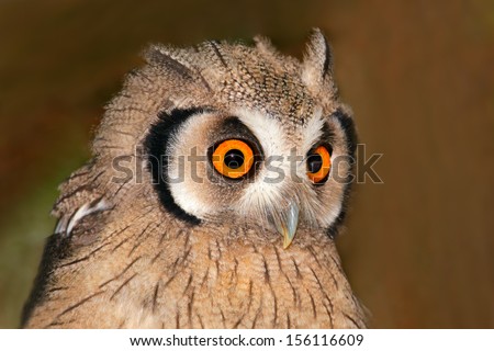 Close-up portrait of a white-faced owl (Otis leucotis) with large orange eyes, South Africa