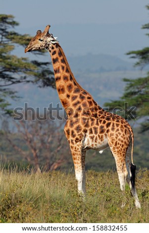 Rare Rothschilds giraffe (Giraffa camelopardalis rothschildi), Lake Nakuru National Park, Kenya