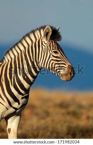 Portrait of a Plains (Burchells) Zebra (Equus quagga burchelli), South Africa