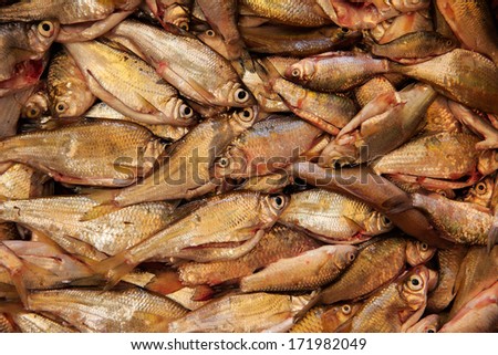 A catch of small fishes in a basket