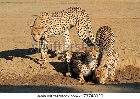 Cheetahs (Acinonyx jubatus) drinking water, Kalahari desert, South Africa