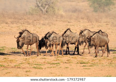 Blue wildebeest (Connochaetes taurinus) walking in dry riverbed, Kalahari desert, South Africa