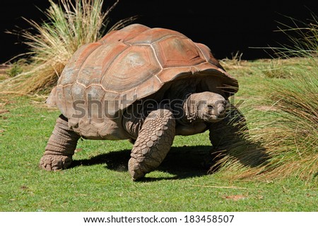 Giant Galapagos tortoise (Chelonoidis nigra)