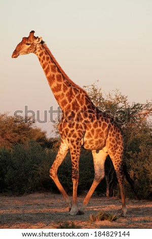 A large giraffe bull (Giraffa camelopardalis) in late afternoon light, South Africa