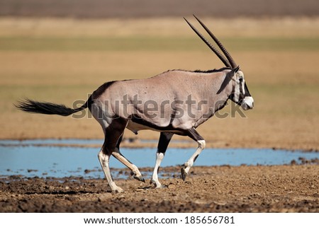 Gemsbok antelope (Oryx gazella) at a waterhole running, Kalahari desert, South Africa