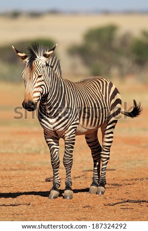 A Hartmanns Mountain Zebra (Equus zebra hartmannae), southern Africa