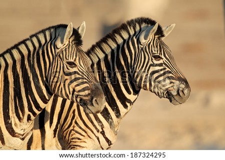 Portrait of two Plains (Burchells) Zebras (Equus burchelli), Etsosha National Park, Namibia