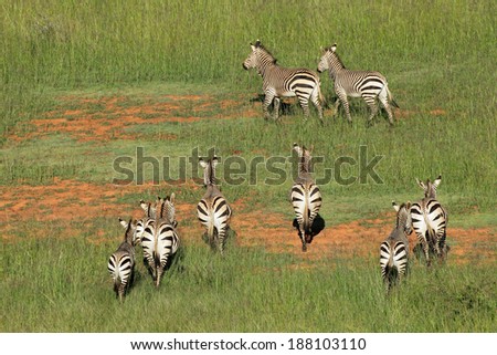 Aerial view of Hartmanns Mountain Zebras (Equus zebra hartmannae) in grassland, South Africa