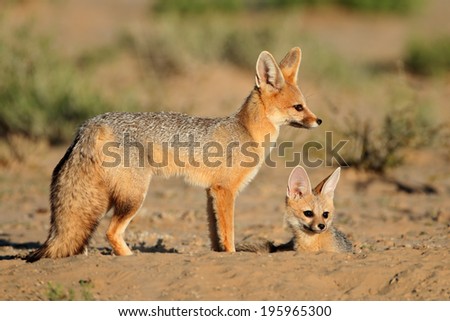 Cape foxes (Vulpes chama) at their den, Kalahari desert, South Africa
