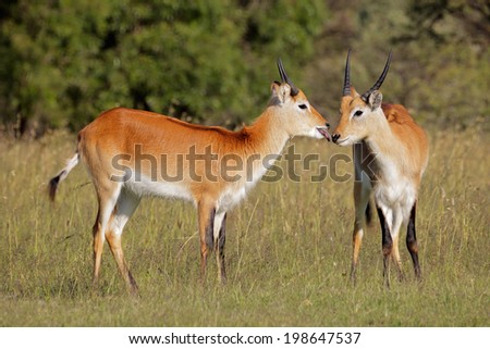 Two young male red lechwe antelopes (Kobus leche) in grassland, southern Africa