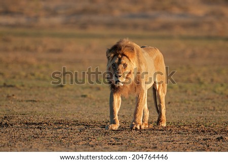 Big male African lion (Panthera leo) walking, Kalahari desert, South Africa