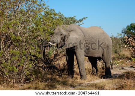 African elephant (Loxodonta africana) feeding on a tree, Sabie-Sand nature reserve, South Africa