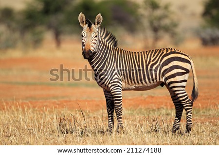 A Hartmanns Mountain Zebra (Equus zebra hartmannae), southern Africa