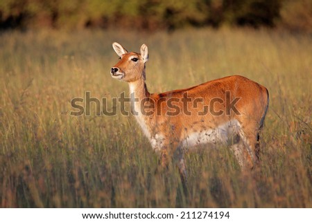 Female red lechwe antelope (Kobus leche) in tall grass, southern Africa