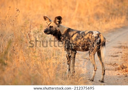 African wild dog or painted hunting dog (Lycaon pictus), Sabie-Sand nature reserve, South Africa
