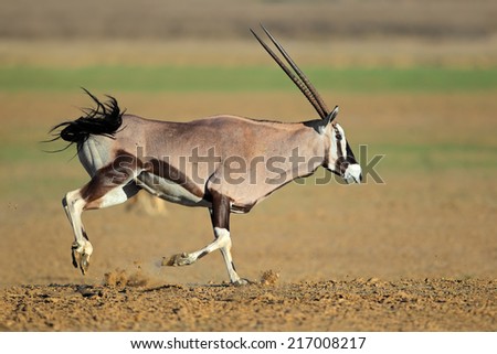 Gemsbok antelope (Oryx gazella) at a waterhole running, Kalahari desert, South Africa