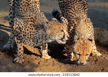Two cheetahs (Acinonyx jubatus) drinking water, Kalahari desert, South Africa